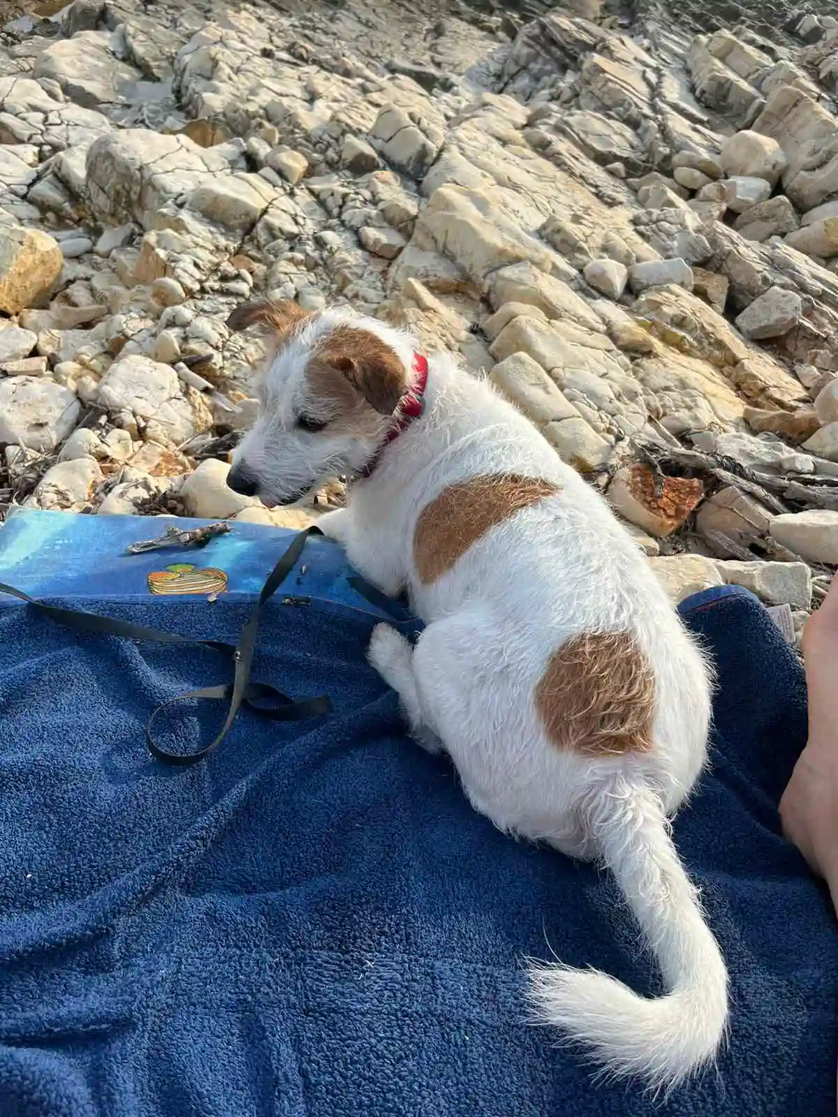 Pas leži na plavom ručniku na plaži.