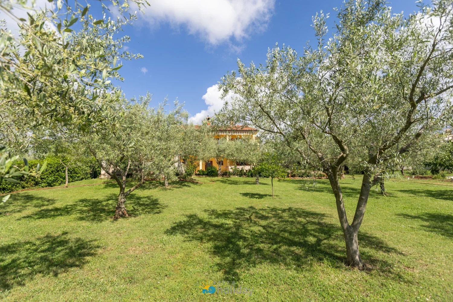 Olive trees in grassy garden with house