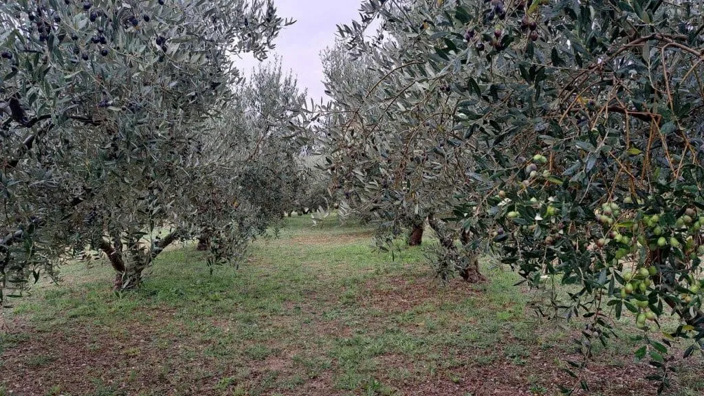 Istra holiday