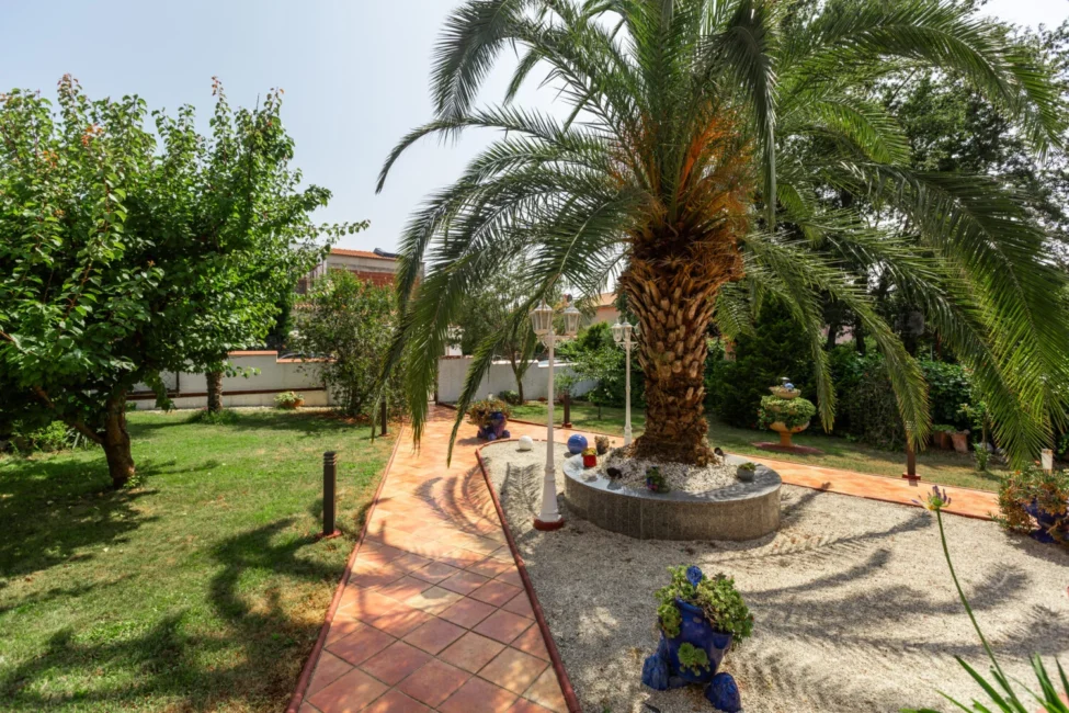 Palm tree in a sunny garden