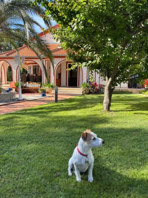 Dog in garden near red-roofed house